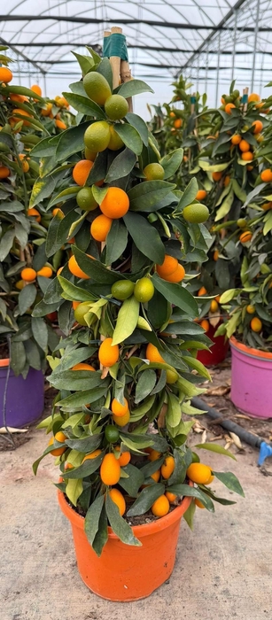 <h4>CITR MICROCARPA</h4>