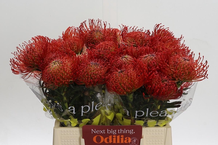 <h4>Nutans Succession</h4>