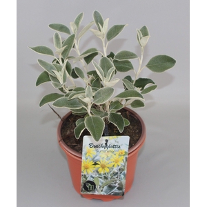 Brachyglottis 'Sunshine' C2