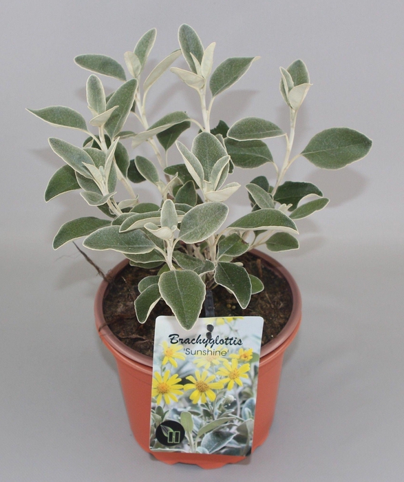<h4>Brachyglottis 'Sunshine' C2</h4>
