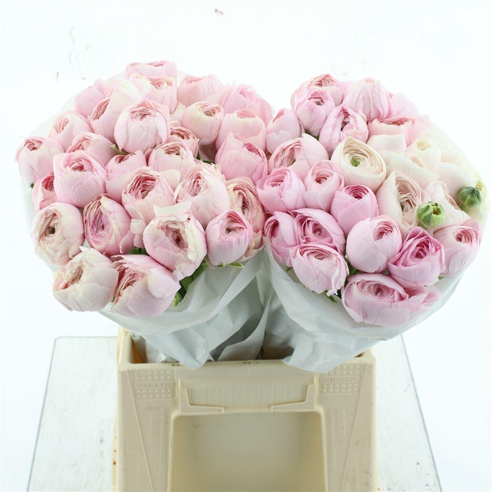 <h4>Ran Su Favola Extra</h4>