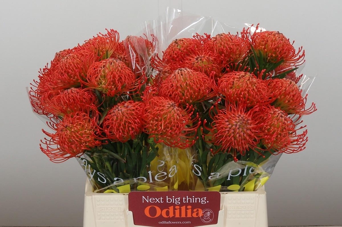 <h4>Nutans Succession</h4>