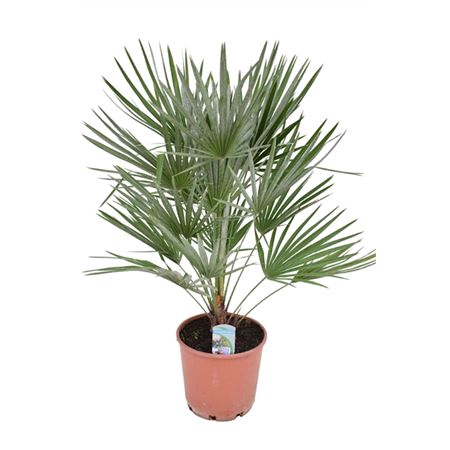 <h4>Chamaerops Humilis</h4>