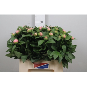 Paeo S Salmon Saucer