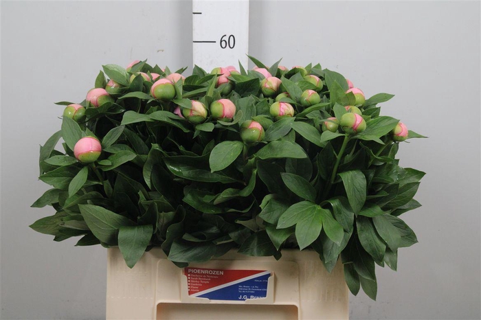 <h4>Paeo S Salmon Saucer</h4>