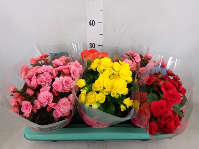 <h4>Begonia elat. DU   ...mix</h4>