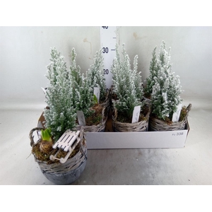 Arr.   Tuinplanten L%