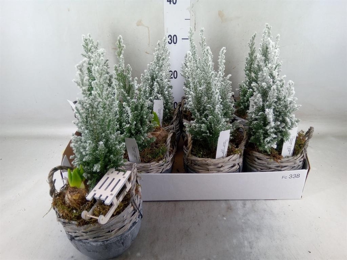 <h4>Arr.   Tuinplanten L%</h4>