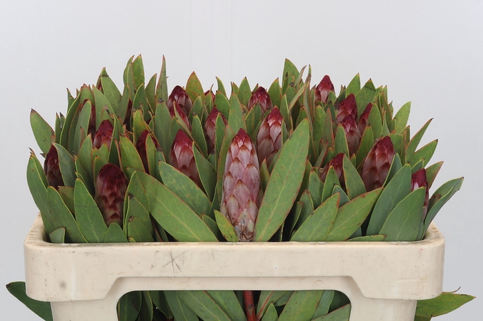 Protea Robijn