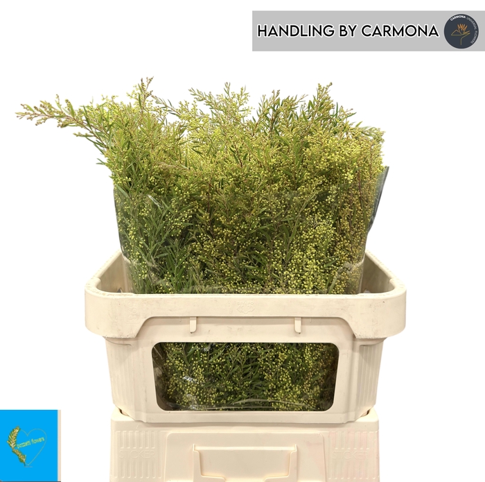 <h4>ACACIA BL CL LUNE BS</h4>