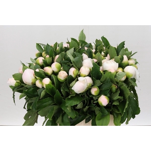 Paeonia L White Elegance