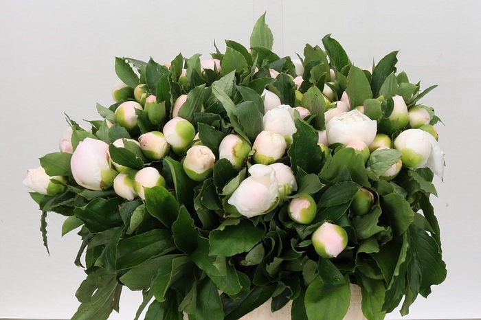 <h4>Paeonia L White Elegance</h4>