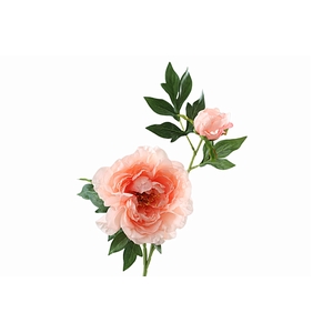Paeonia Bud Salmon