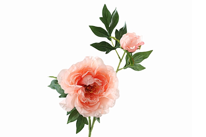 <h4>Paeonia Bud Salmon</h4>