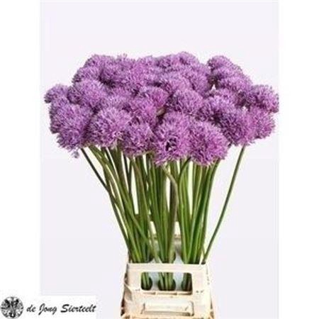 <h4>Allium Gladiator</h4>