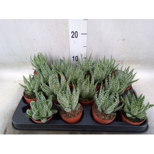 Aloe humilis