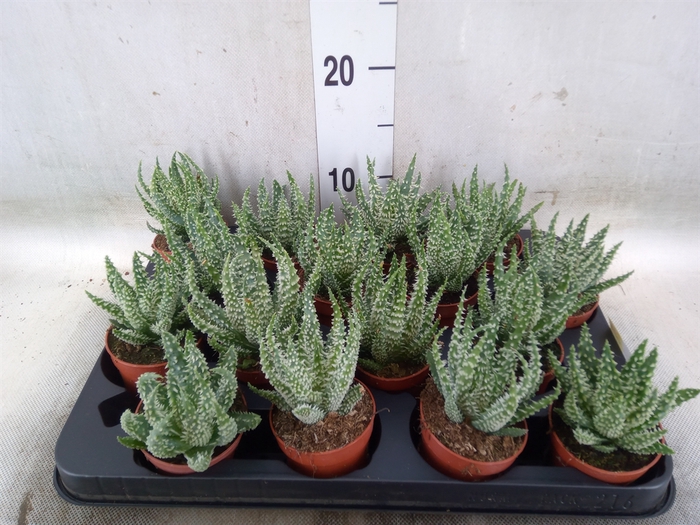 <h4>Aloe humilis</h4>