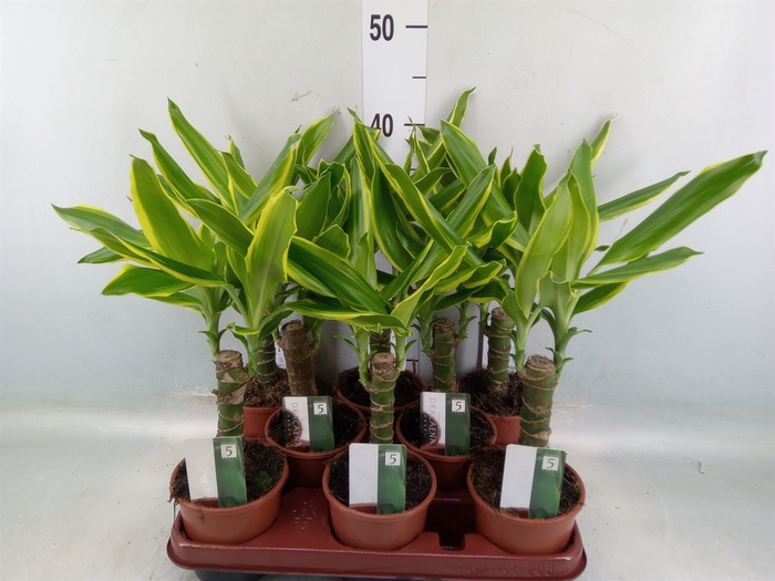 <h4>Dracaena frag. 'Golden Coast'</h4>