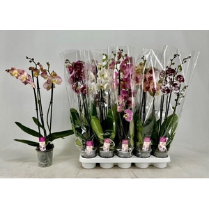 PHAL GEM
