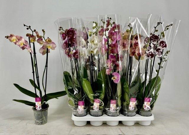<h4>PHAL GEM</h4>