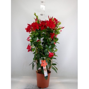 Mandevilla sand. 'SumStar Red'