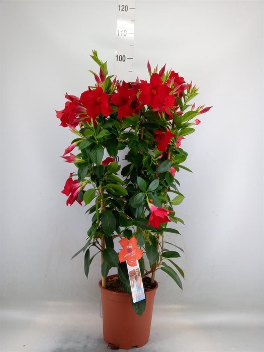 <h4>Mandevilla sand. 'SumStar Red'</h4>