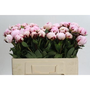 Paeonia Reine Hortense XXL