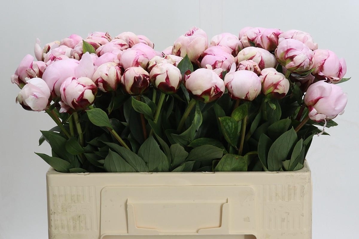 <h4>Paeonia Reine Hortense Xxl</h4>