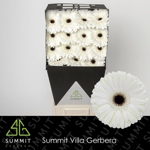 Gerbera Snow King Diamond
