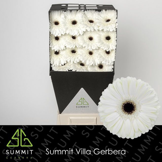 <h4>Gerbera Snow King Diamond</h4>