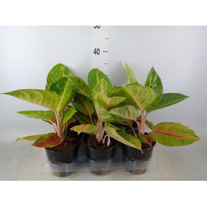 Aglaonema   ...