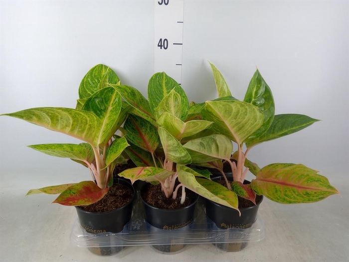 <h4>Aglaonema   ...</h4>