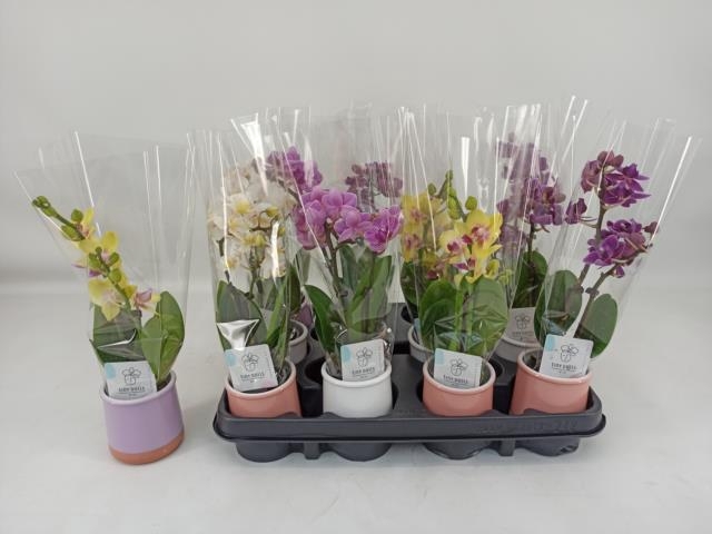 <h4>PHAL MINI</h4>