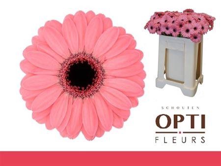 <h4>Ge Mi Jolie</h4>