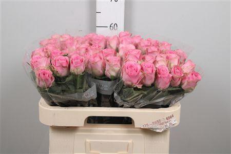 <h4>R Gr Renaissance</h4>