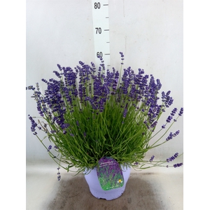 Lavandula angus. 'Havanna Dark'