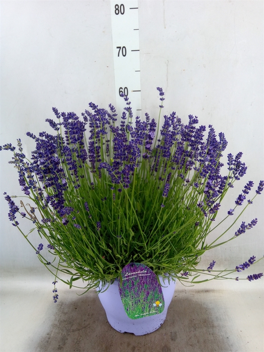 <h4>Lavandula angus. 'Havanna Dark'</h4>