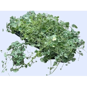 GLEC HE VARIEGATA