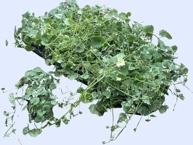<h4>GLEC HE VARIEGATA</h4>