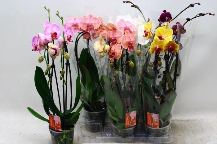 <h4>PHAL EL CASCADE</h4>