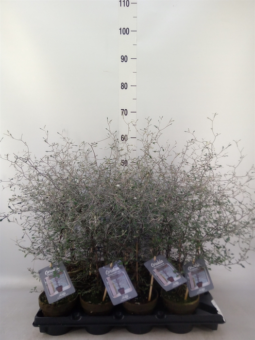 <h4>Corokia cotoneaster</h4>