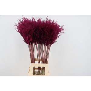 DF Miscanthus 90cm Bordeaux