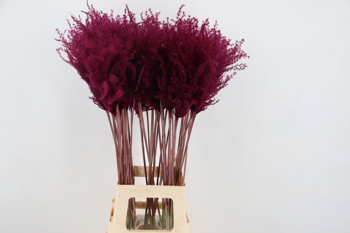 <h4>DF Miscanthus 90cm Bordeaux</h4>