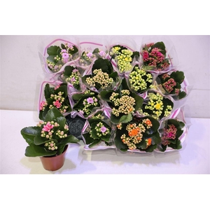 arr8 Kal Ge Gem 5 Kl