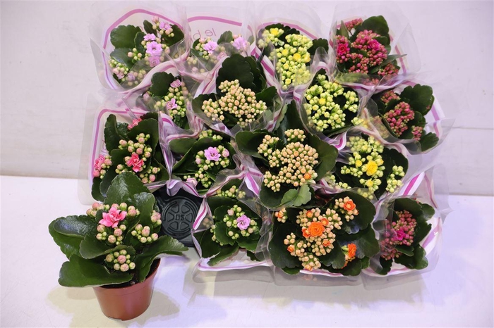 <h4>arr8 Kal Ge Gem 5 Kl</h4>