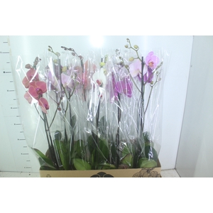 PHALAENOPSIS MIX P12