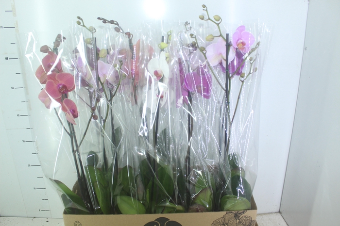 <h4>PHALAENOPSIS MIX P12</h4>