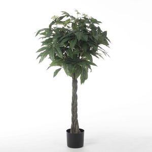 AF Pachira braid st H120cm Gr