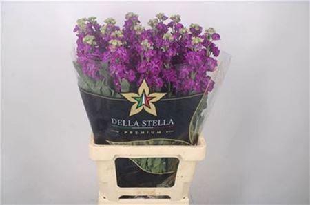 <h4>Matth Iron Purple</h4>