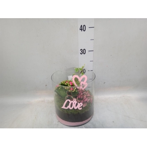 Arr.    Planten  L%